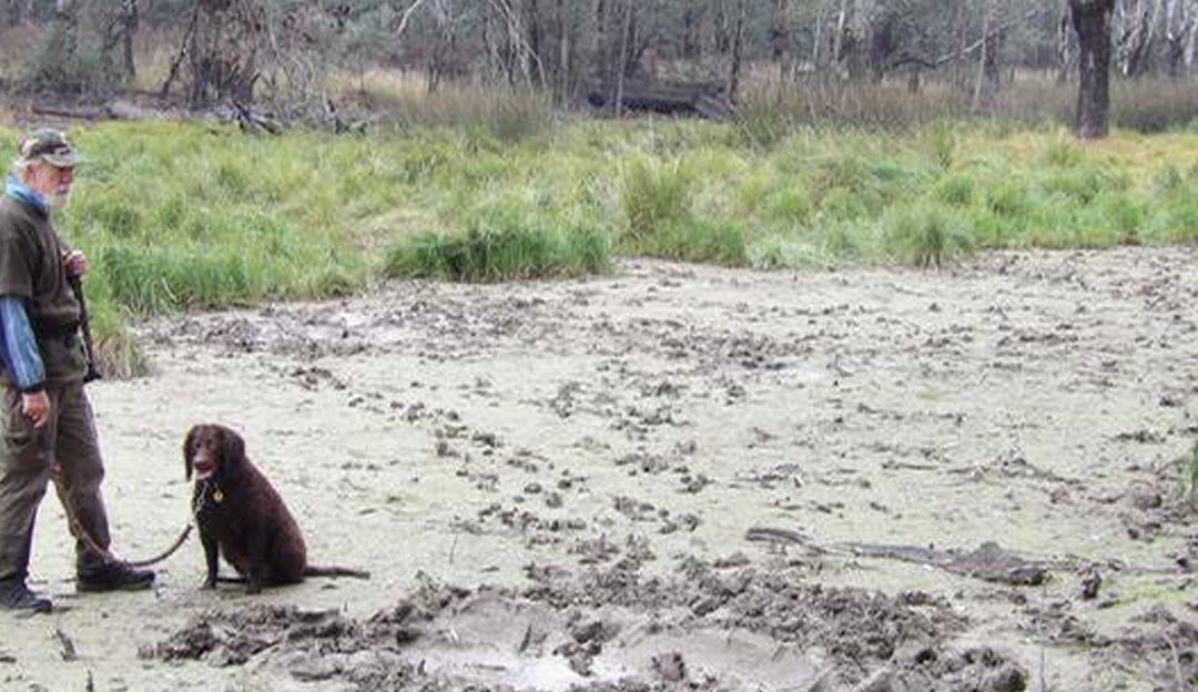 Hunting with your Murray July 2020