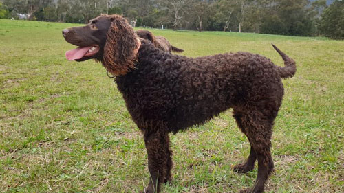 rehome a murray river retriever