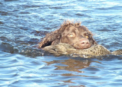 hunting with Murray River Retrievers