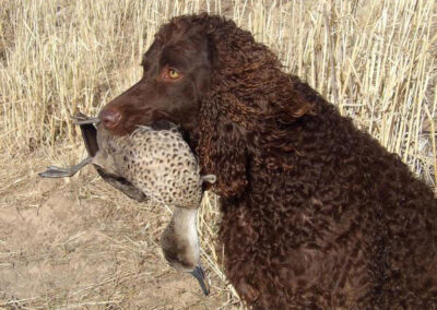 hunting with Murray River Retrievers