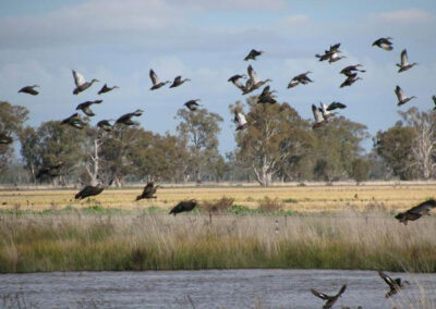 hunting with Murray River Retrievers