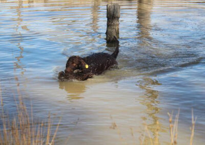 hunting with Murray River Retrievers