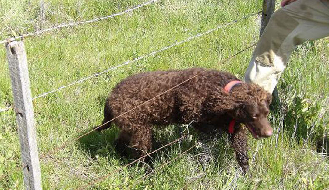 training your murray part 3