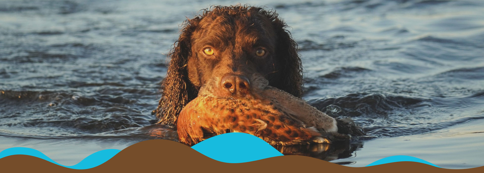 murray river retriever association