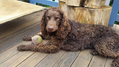 rehome a Murray River Retriever