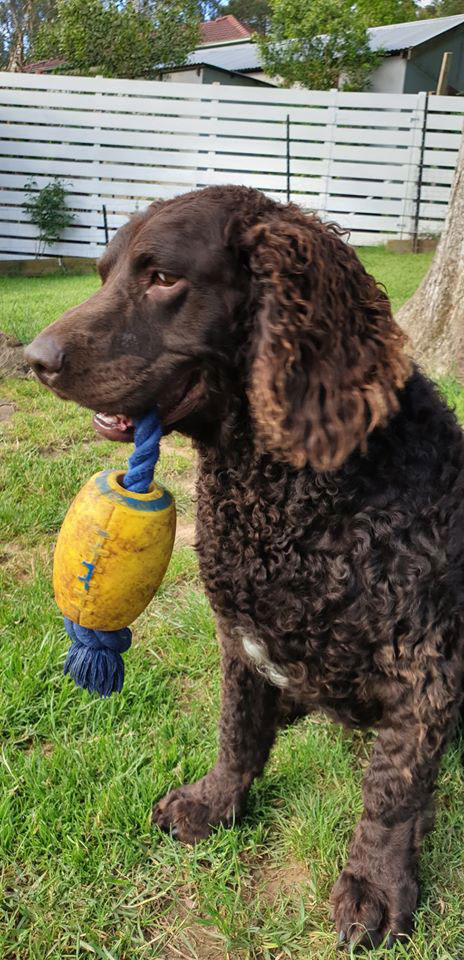 Bess a Murray River Retreiver
