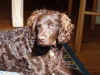 Bess a Murray River Retreiver