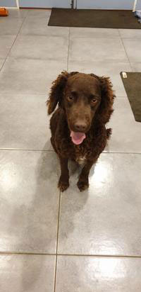 Rehoming Murray River Retreivers