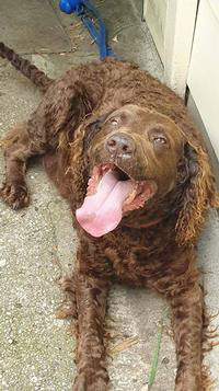 Rehoming Murray River Retreivers